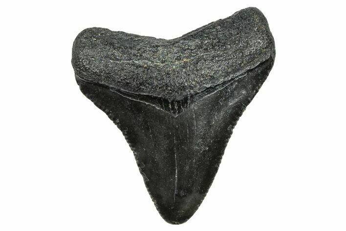 Serrated, Juvenile Megalodon Tooth - South Carolina #368675